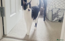 Mixed Breed cats for sale: Hella and Loki - Image 4