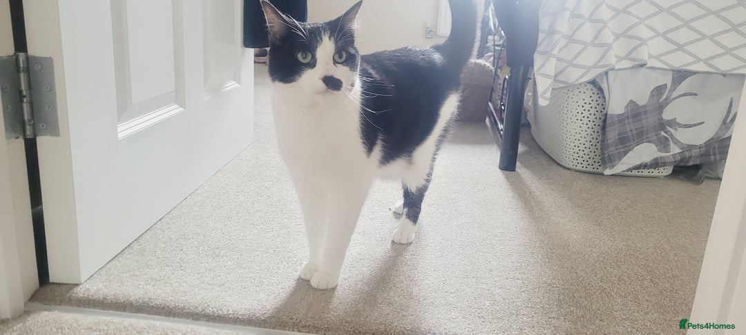 Mixed Breed cats for sale: Hella and Loki - Image 4