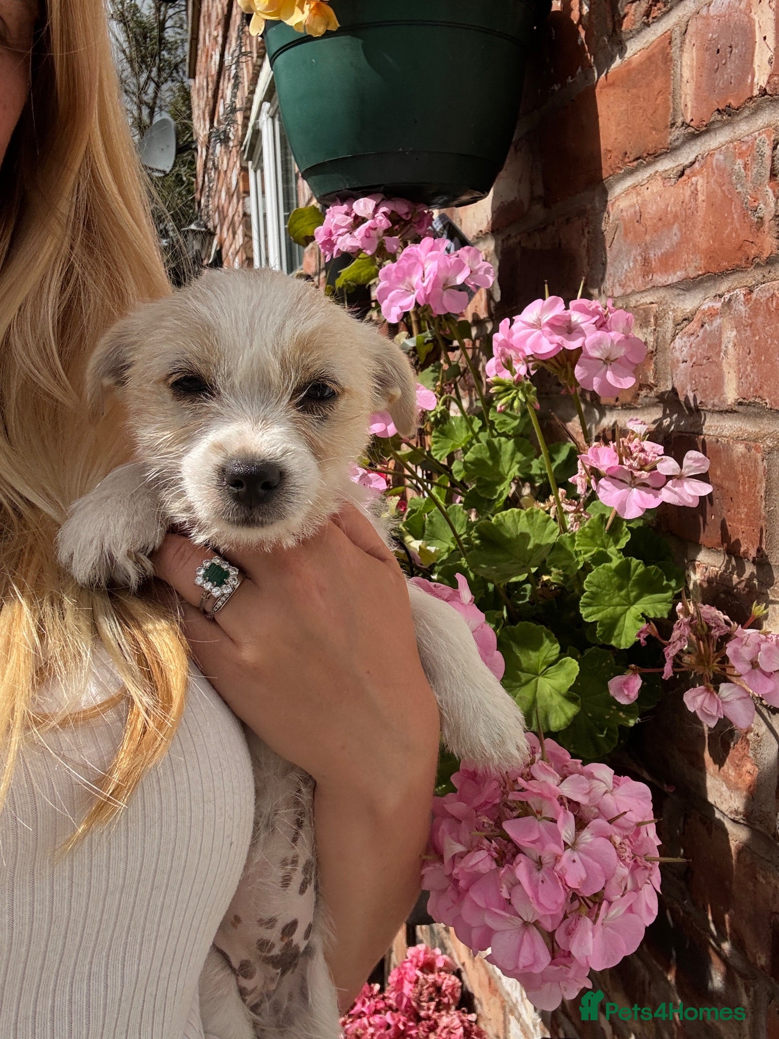Mixed Breed dogs Beautiful Jack Russell X puppies  - Advert 1
