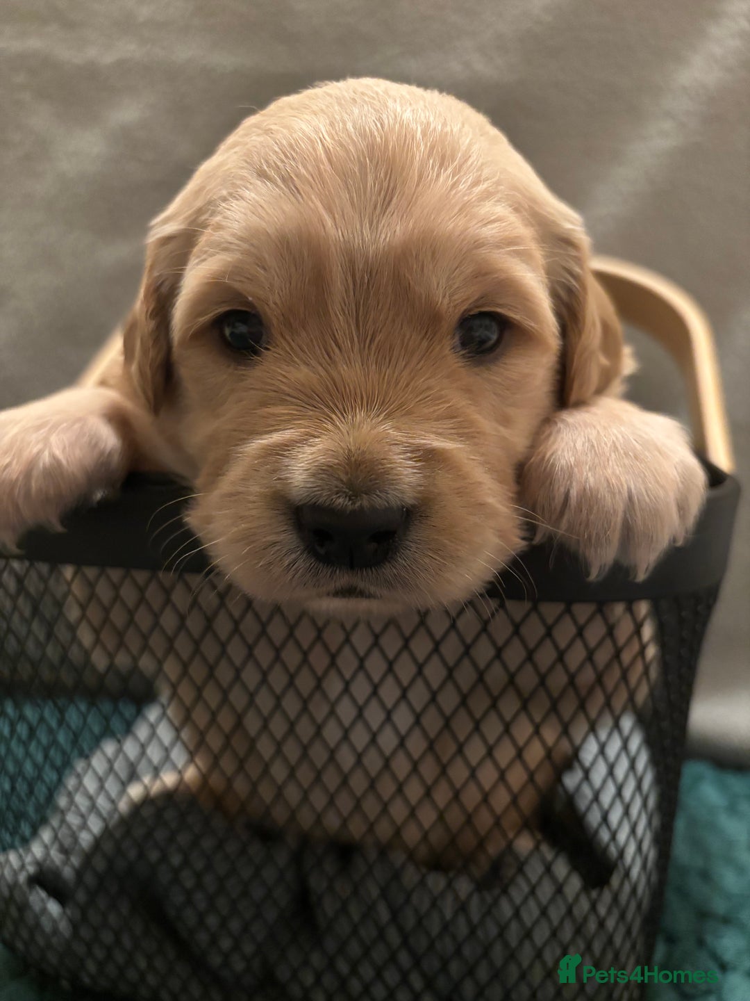 Golden Retriever dogs for sale: Golden Retriever Puppies for Sale - Advert 7