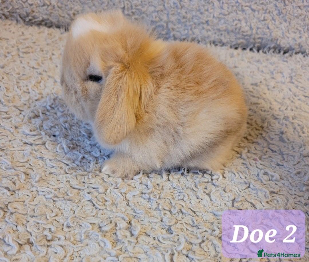 Mini Lop rabbits for sale: Beautiful mini lop bunnies & Adult available  - Advert 12