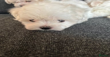 Maltese dogs - Advert 5