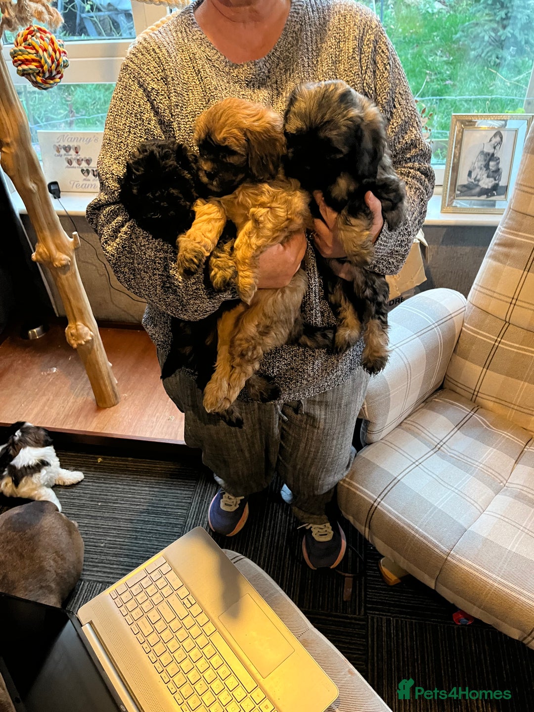 Mixed Breed dogs for sale: Shihpoo x Cockapoo puppies  - Advert 8