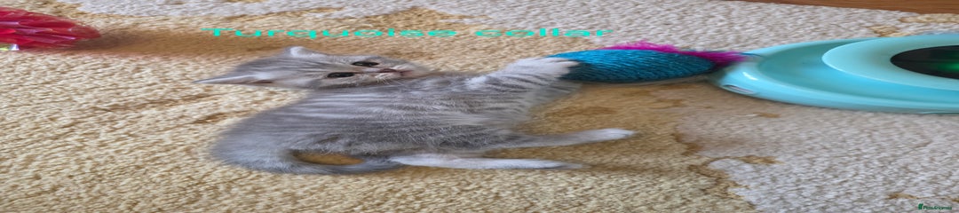 British Shorthair Turquoise collar boy