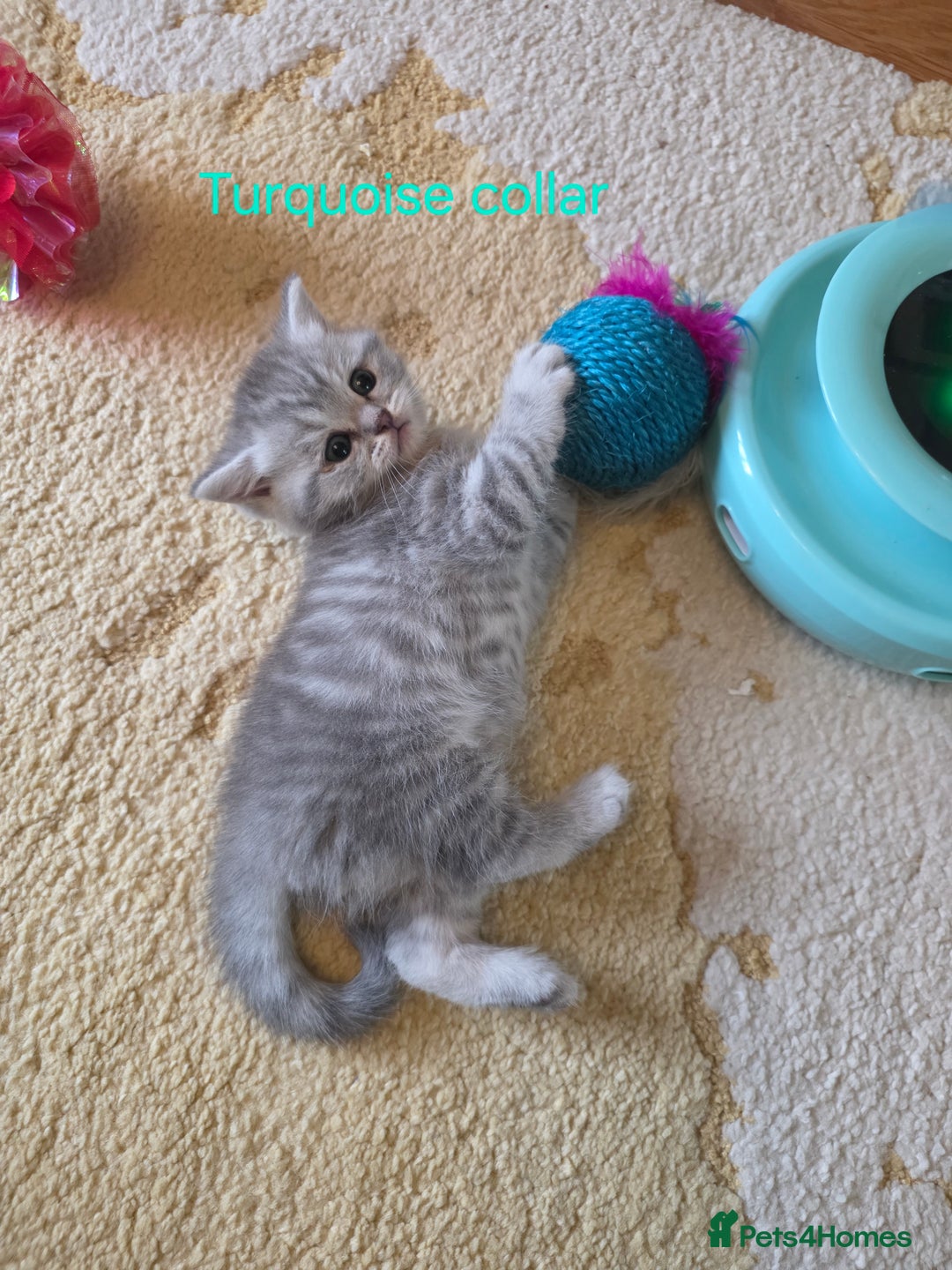 British Shorthair cats for sale: 🐾 4 Adorable British Shorthair Kittens Available! - Image 5