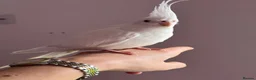 Cockatiels birds for sale: Pair of cockatiels  - Advert 7