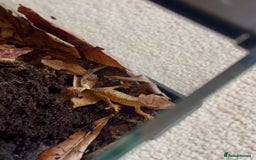 Gecko reptiles for sale: Brown Dalmatian Crested Gecko in Banbury - Image 6