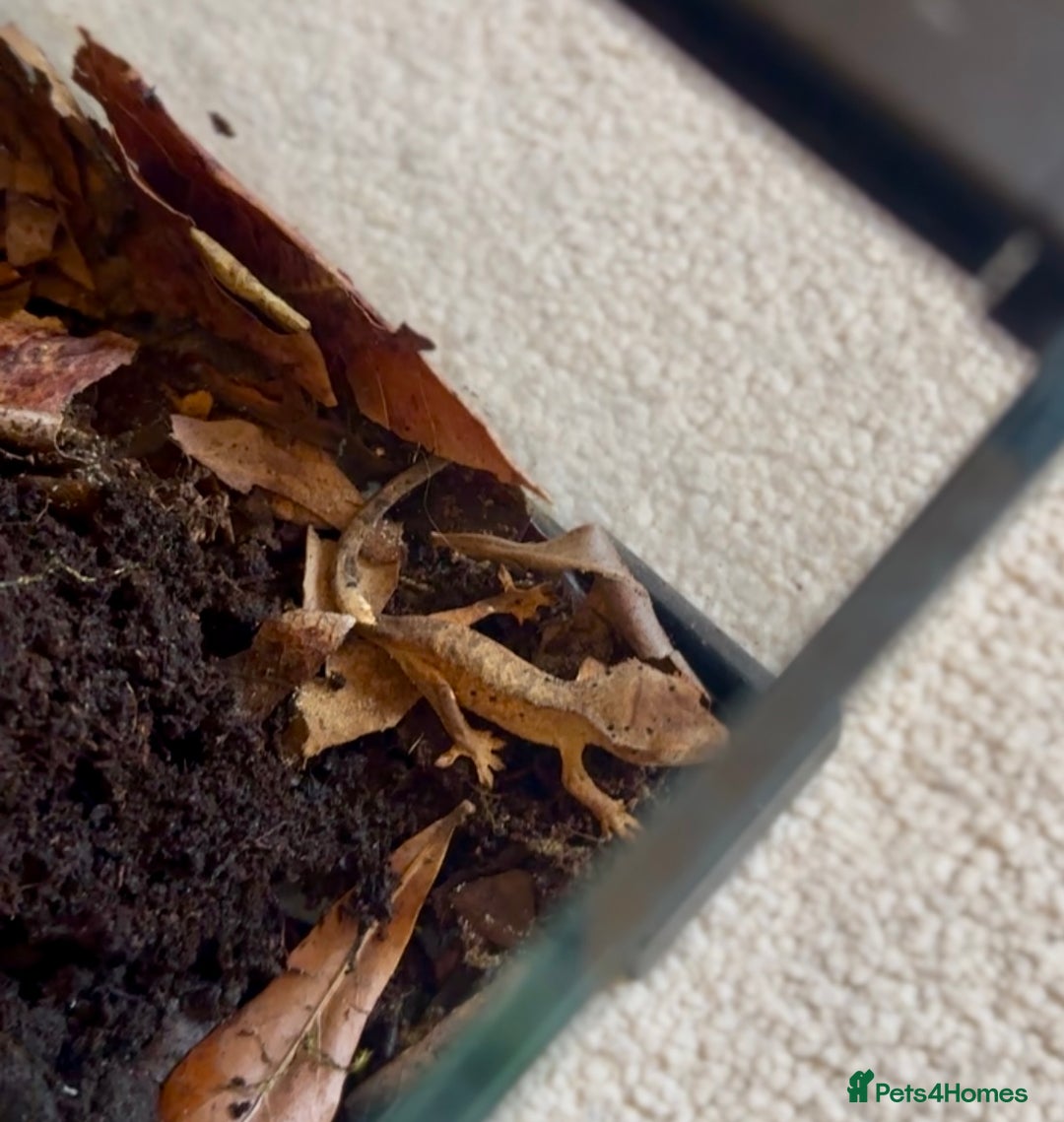 Gecko reptiles for sale: Brown Dalmatian Crested Gecko in Banbury - Image 6