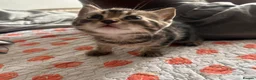 Mixed Breed cats for sale: Kittens  - Advert 16