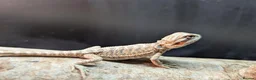 Bearded Dragon reptiles for sale: Baby bearded dragons - Advert 27