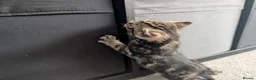 Mixed Breed cats for sale: Scottish straight, turquoise shell adorable 🥰  - Advert 26