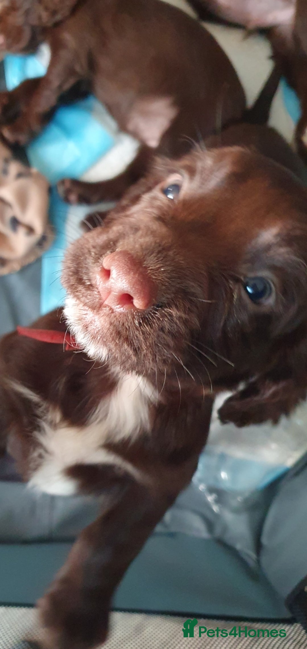Cocker Spaniel dogs for sale: Kc registered cocker spaniel puppies - Image 2