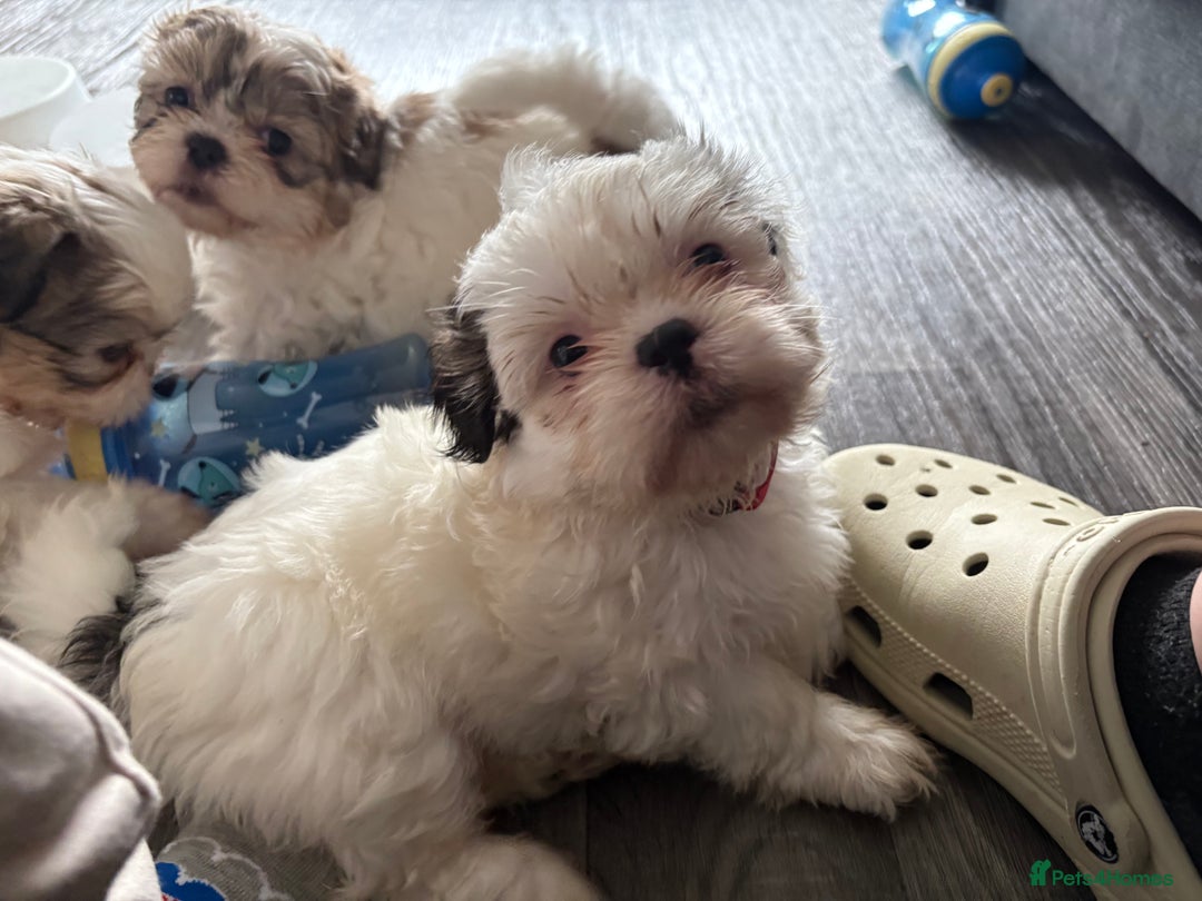 Shih Tzu dogs for sale: 4 Shih tzu girls  - Image 26