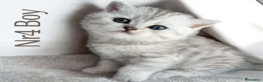 Scottish Fold 4