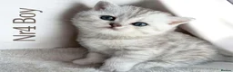 Scottish Fold cats for sale: 4 Pedigree Scottish Fold/Straight Kittens - Advert 10