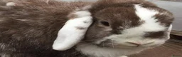 Guinea Pig rodents for sale: WE RESCUE GUINEA PIGS, RABBITS, CHINCHILLAS ECT - Advert 8