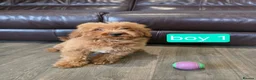 Cavapoo dogs for sale: Adorable F1B Cavapoo puppies for sale  - Advert 15