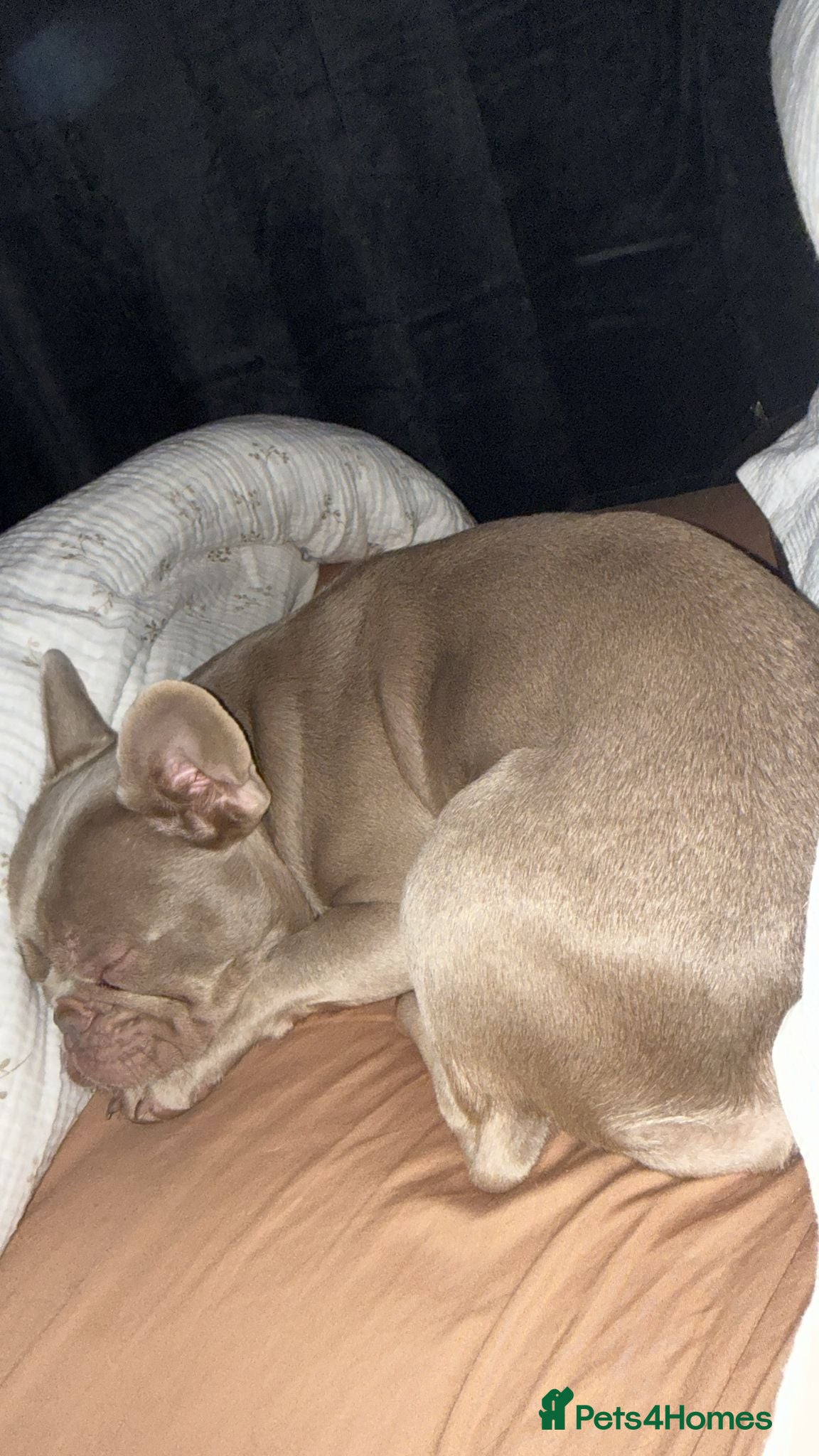 French Bulldog dogs French Bulldog Girl - Advert 1