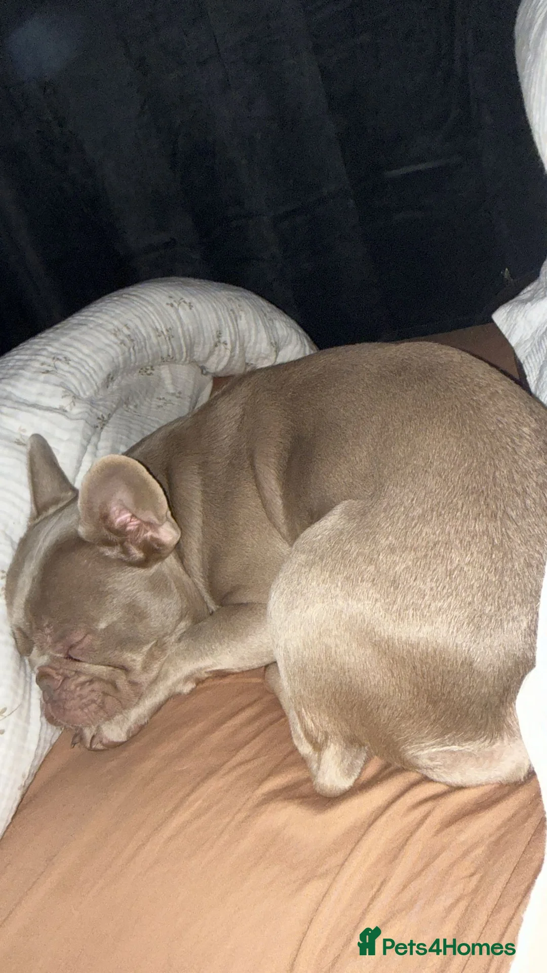 French Bulldog dogs for sale: French Bulldog Girl - Advert 1