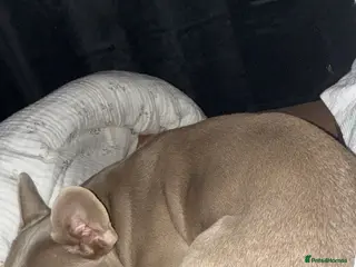 French Bulldog dogs French Bulldog Girl - Advert 1