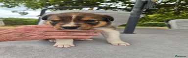 Border Collie 2