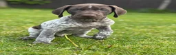 German Shorthaired Pointer dogs for sale: ONLY 1 🐾KC Registered German Shorthaired Pointers - Advert 2
