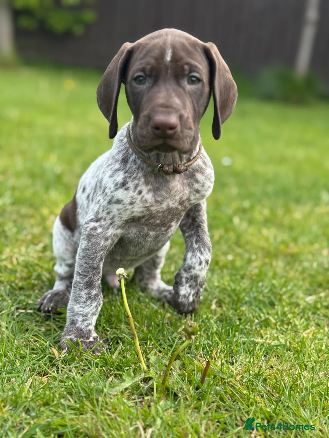 German Shorthaired Pointer dogs for sale: ONLY 1 🐾KC Registered German Shorthaired Pointers - Advert 2