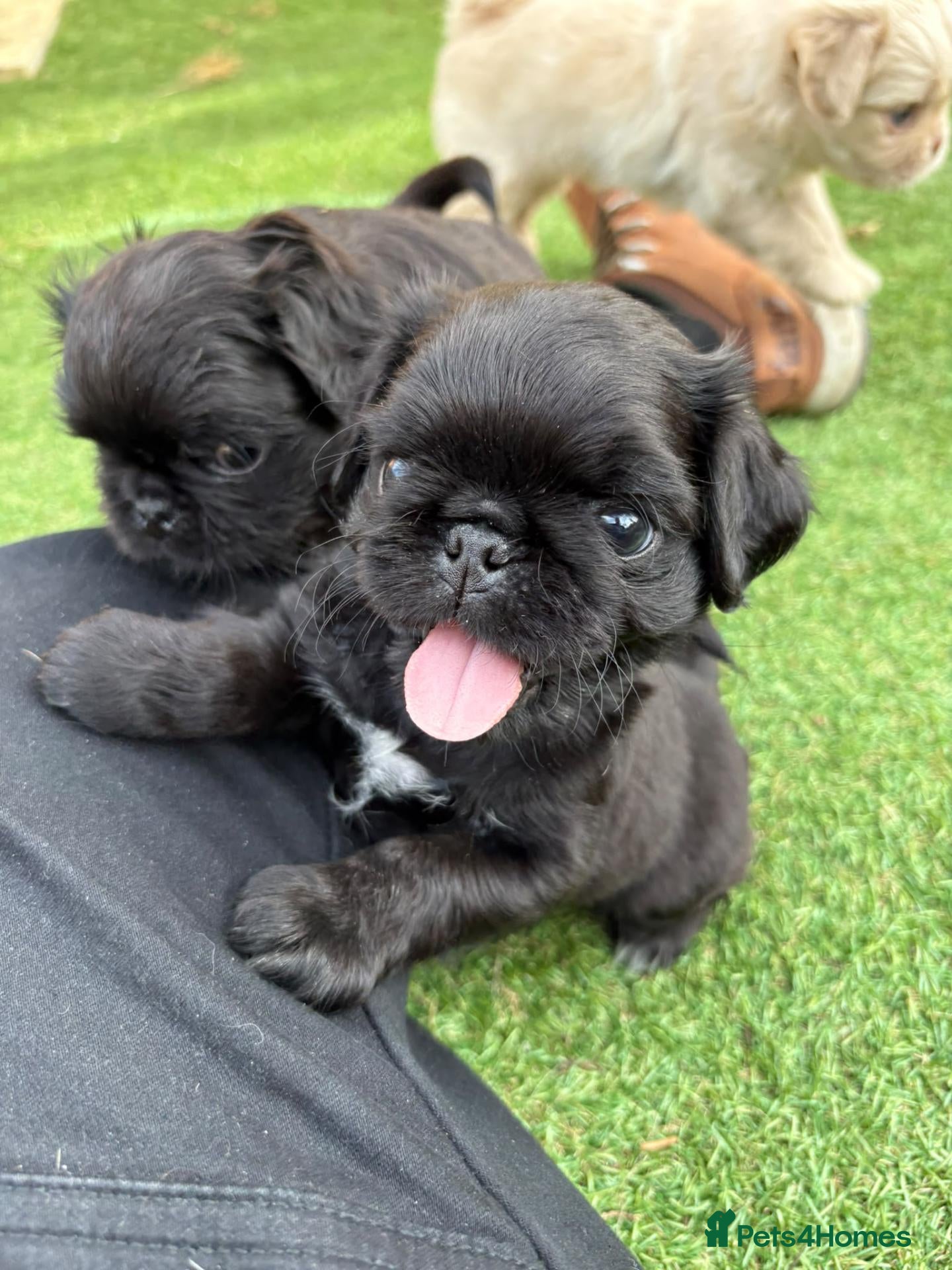 Pug dogs Last male available  - Advert 19