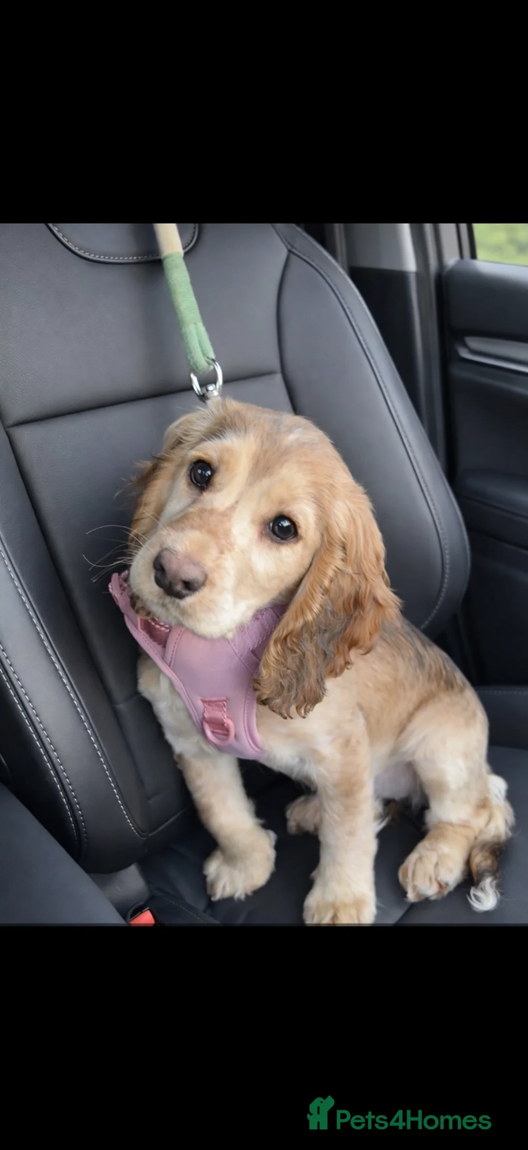 Cocker Spaniel dogs for sale: Cocker Spaniel - Advert 1