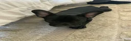 French Bulldog dogs for sale: KC registered adorable french bulldog boy  - Advert 5