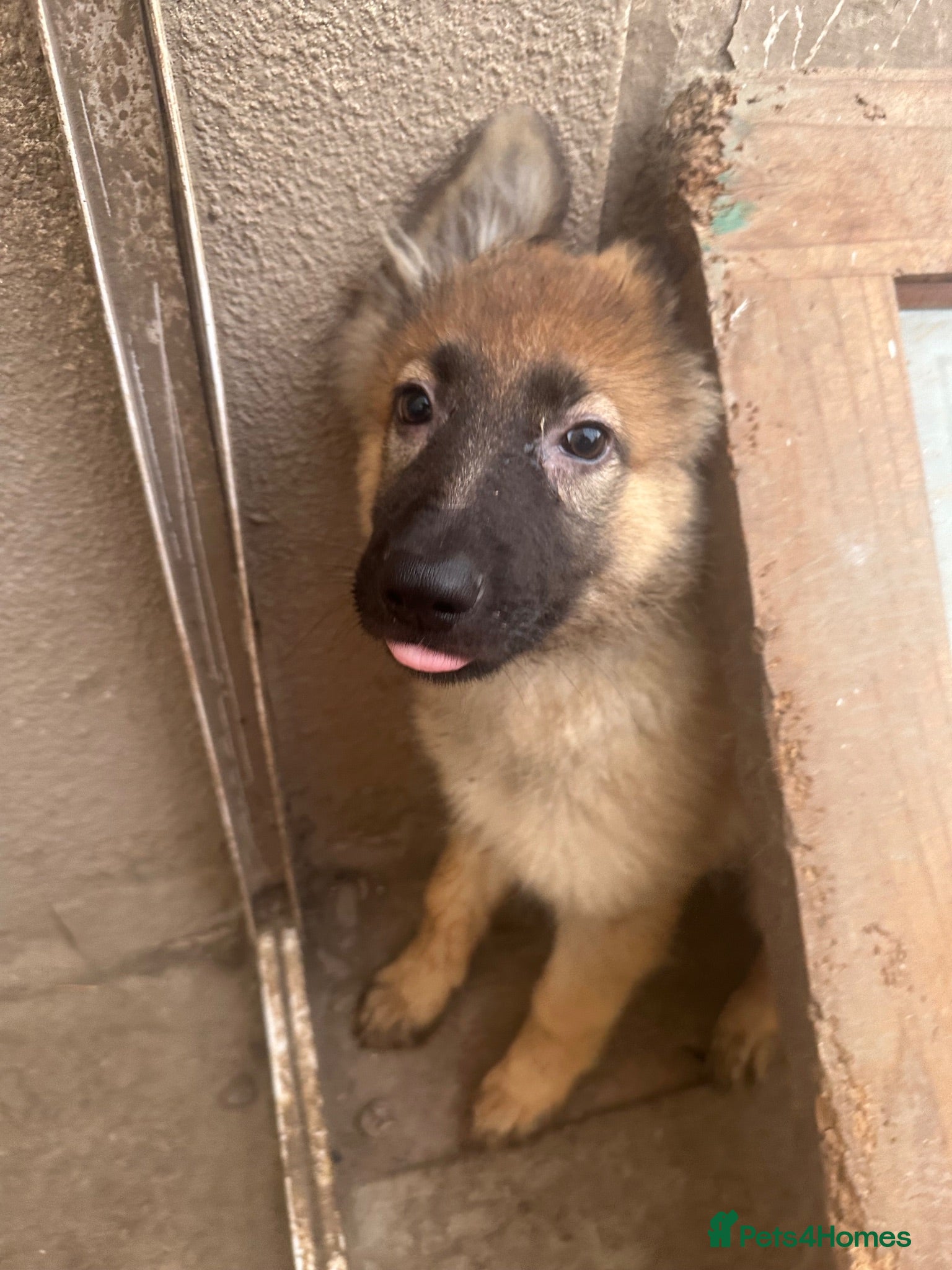 German Shepherd dogs Straight back German shepherd puppys - Advert 2