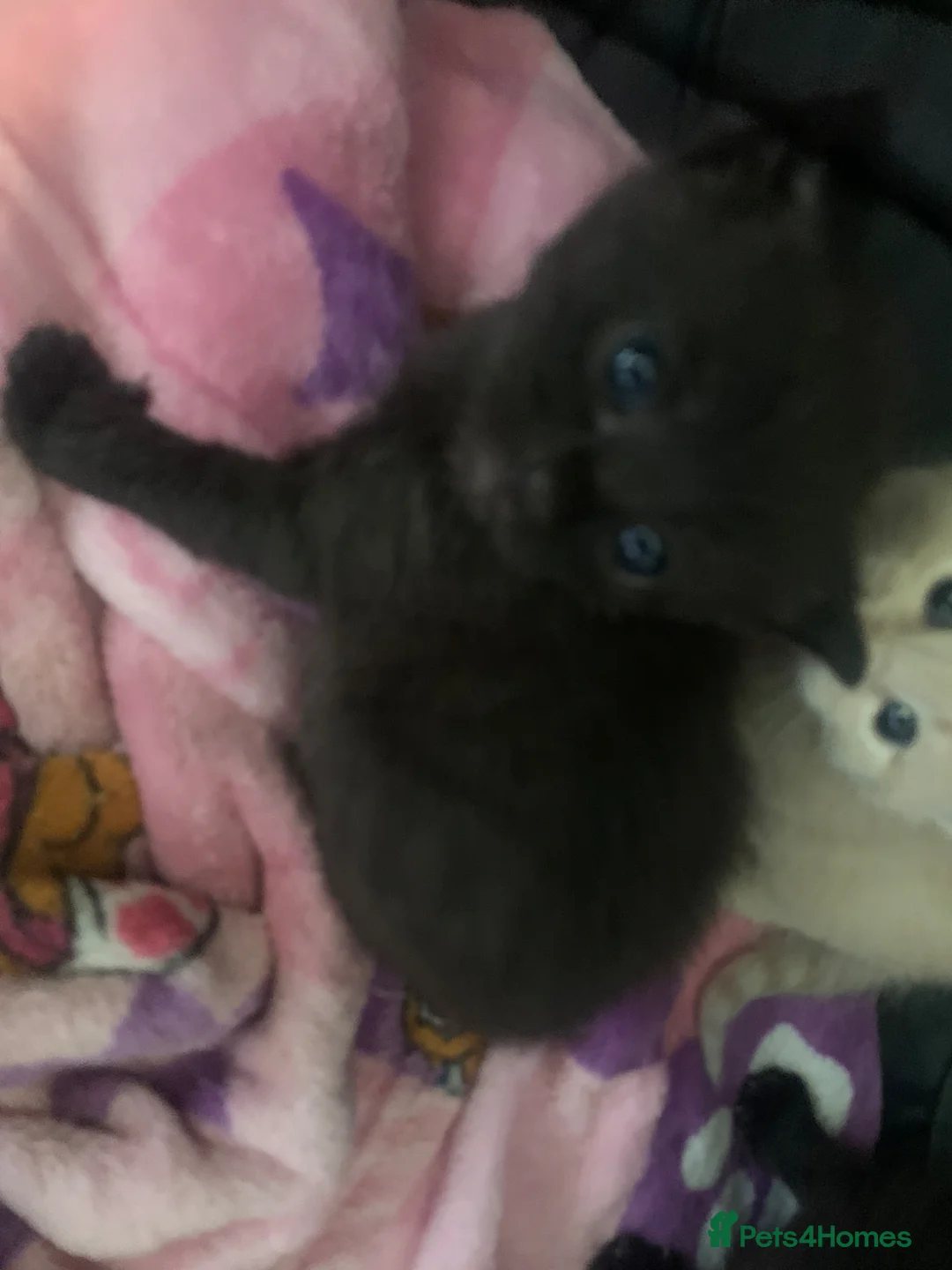 Russian Blue cats for sale: Litter of 4 mixed kittens  - Advert 2