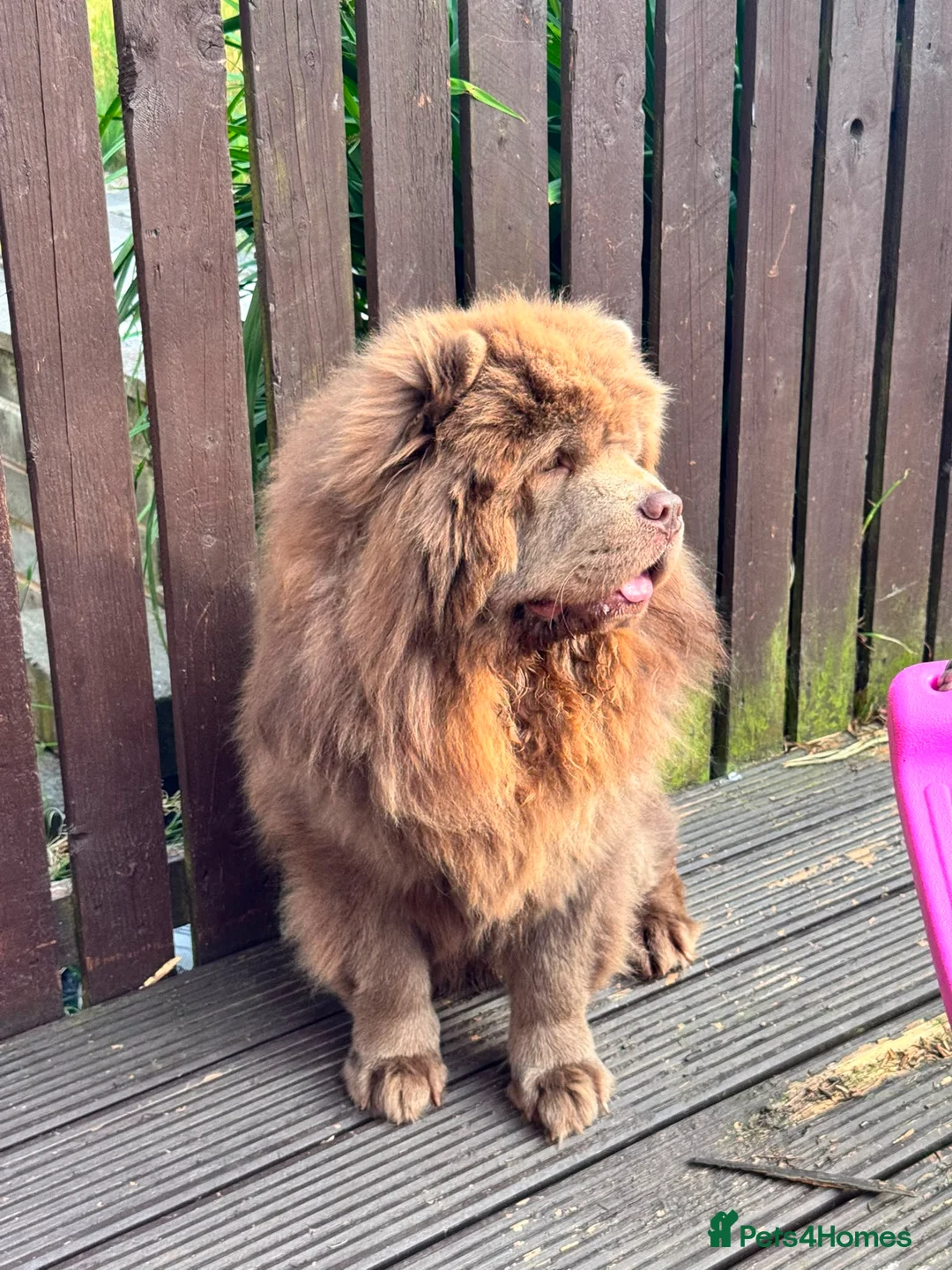 Chow Chow dogs for sale: Loving Home Needed for Handsome Male Chow Chow - Advert 1