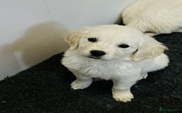Golden Retriever dogs for sale: Beautiful Golden retriever puppies - Image 7