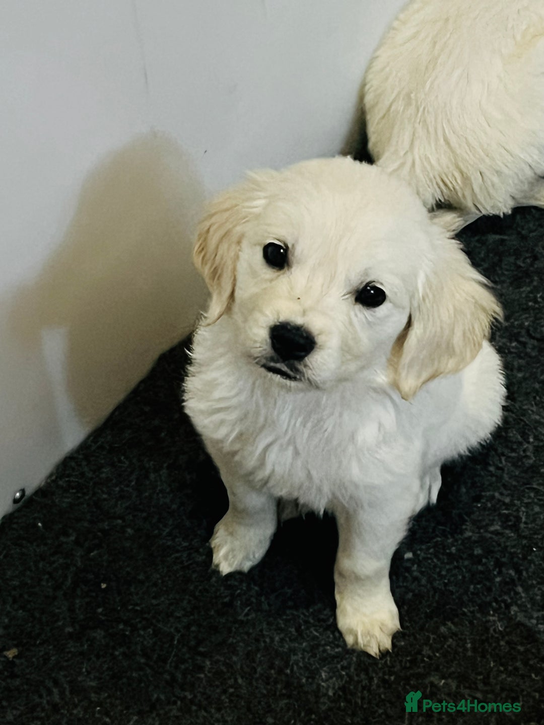 Golden Retriever dogs for sale: Beautiful Golden retriever puppies - Image 7