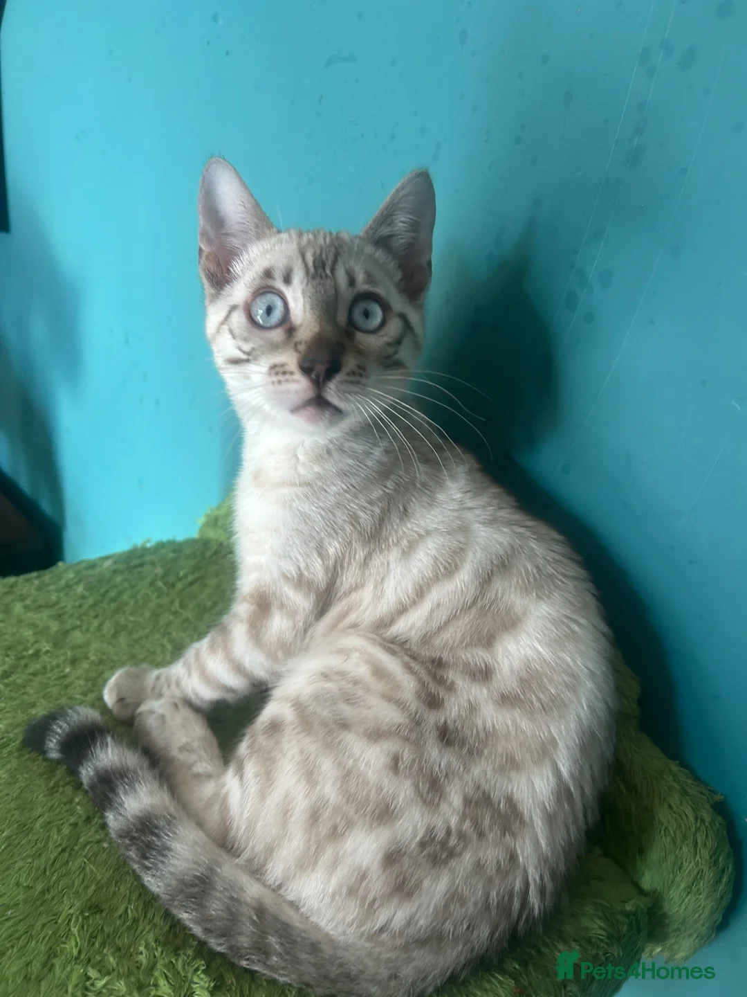 Bengal cats for sale: Supper friendly TICA registered kittens  - Advert 27