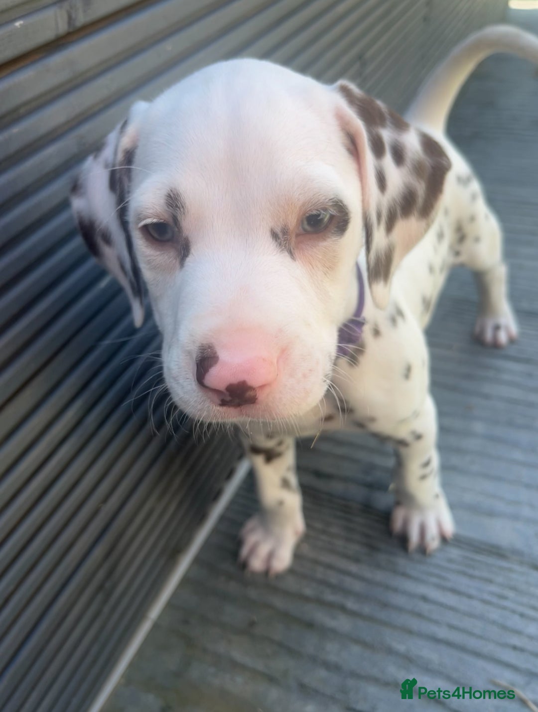 German Shepherd Dalmatian Mix Puppy Australian Cattle Dalmatian