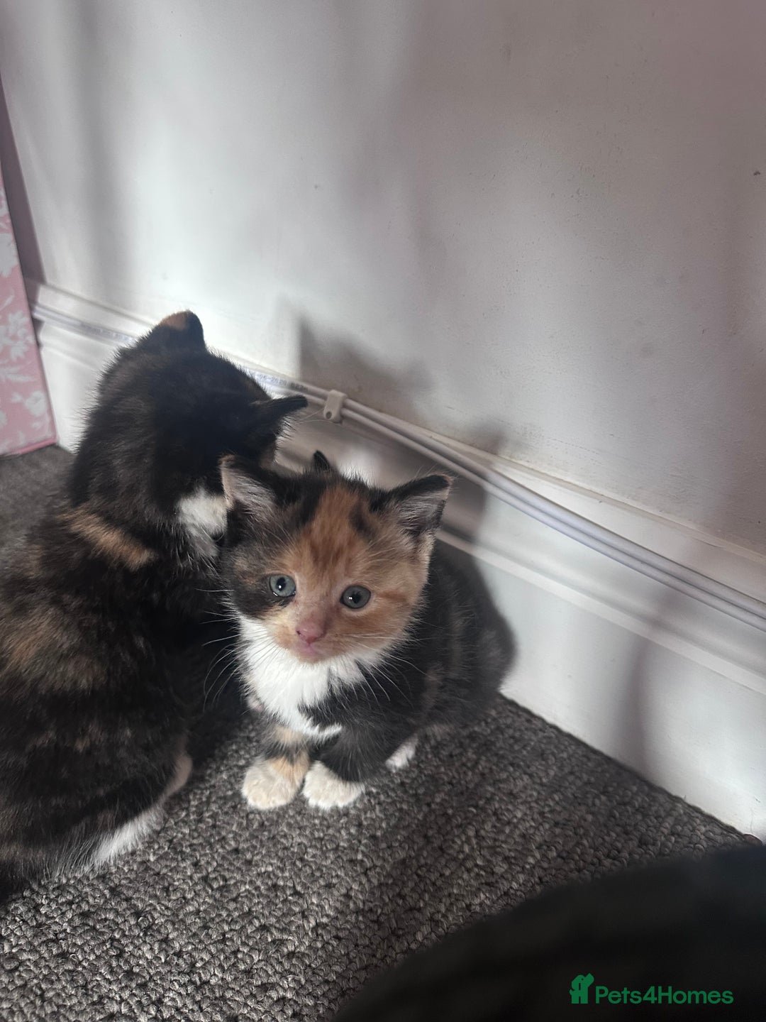 Mixed Breed cats for sale: 5 beautiful kittens for sale  - Image 20