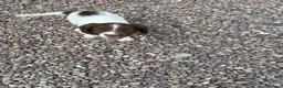 English Springer Spaniel dogs for sale: English springer spaniel puppies  - Advert 7