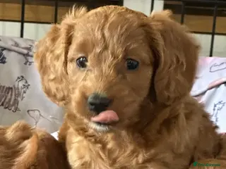 Cockapoo dogs Only one girl left Ready to leave 7th October - Advert 2
