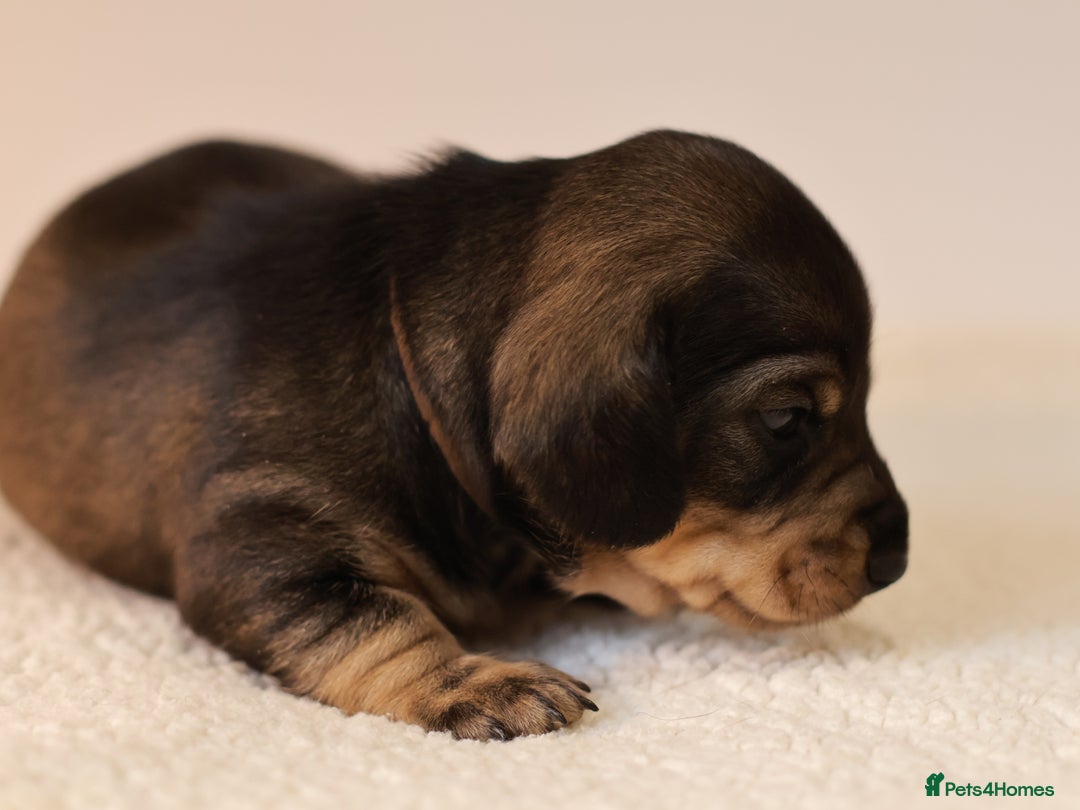 Miniature Dachshund dogs for sale: 5*Licensed+KC+PRAclear+VETchecked+Chocolate&Cream - Advert 25