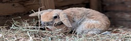 Mini Lop rabbits for sale: Pure breed plush mini lops babies  - Advert 3
