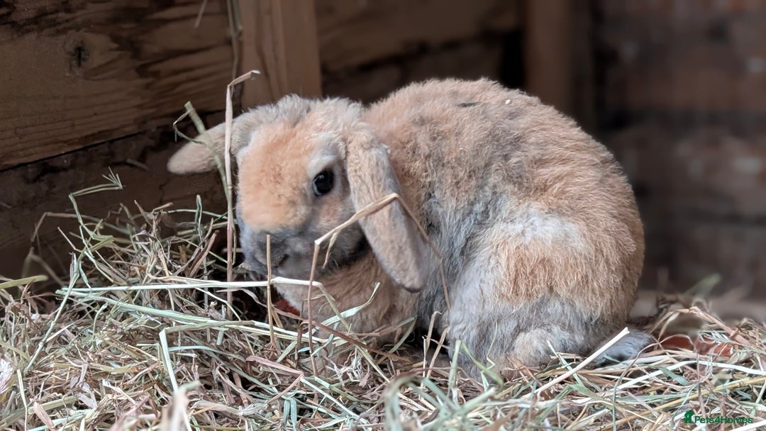 Mini Lop rabbits for sale: Pure breed plush mini lops babies  - Advert 3