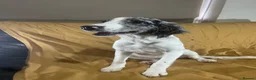 Sproodle dogs for sale: Sproodle pup's springer spaniel x poodle hypo coat - Advert 8