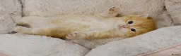 British Shorthair cats for sale: Stunning BSH golden kittens TICA  - Advert 11