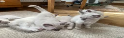 Ragdoll cats for sale:  Blue Ragdoll health tested ready now - Advert 11