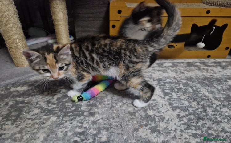 Mixed Breed cats - Advert 15