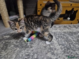 Mixed Breed cats - Advert 13