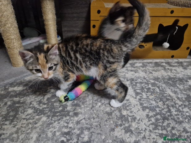 Mixed Breed cats - Advert 6