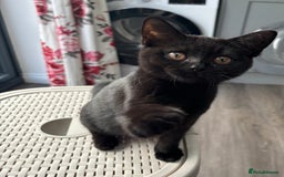 British Shorthair cats for sale: Beautiful Reg affectionate Black British shorthair - Image 1